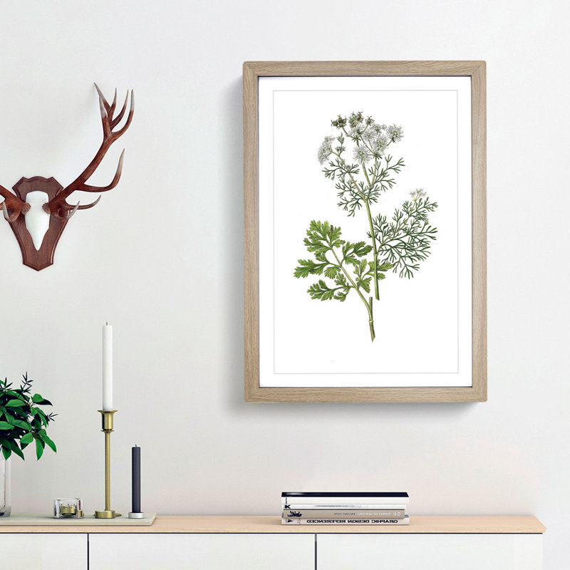 Coriander Flowers Illustration - Picture Frame Painting Print, Oak Framed, 65cm H x 48cm W x 2cm D