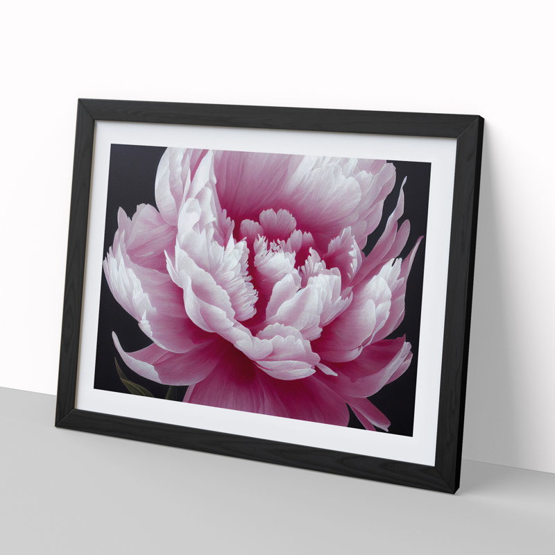 Splendid Peony Flower - Framed Print, Black, 25cm H x 34cm W x 2cm D