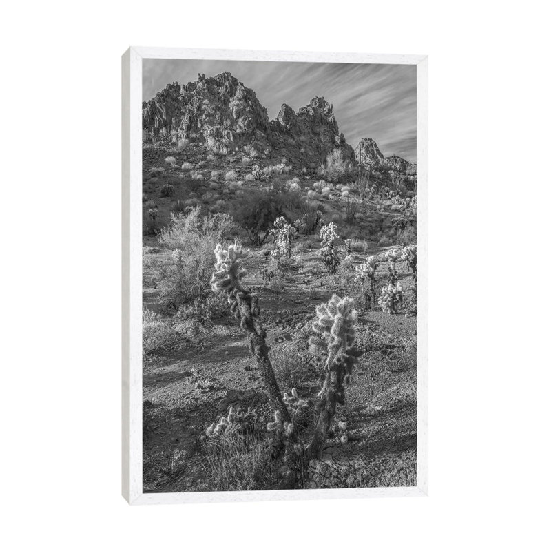 Teddy Bear Cholla Cacti And The Crater Range, Arizona by Tim Fitzharris - Gallery-Wrapped Canvas Giclée on Canvas
