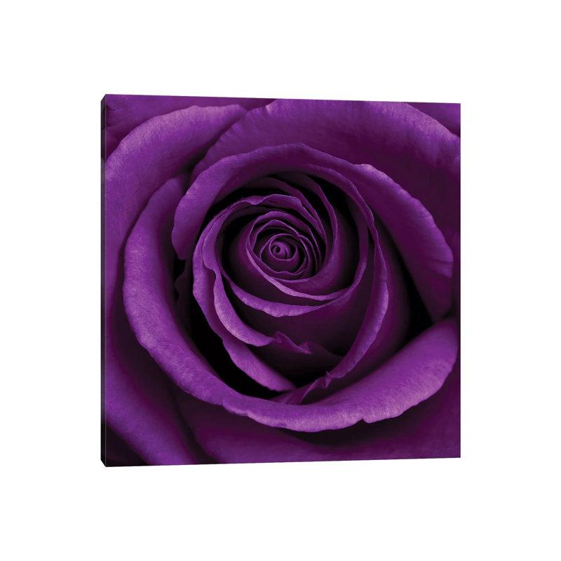 «Purple Rose I» par Tom Quartermaine - impression d'art graphique, H 26 po x l 26 po x P 1,5 po, Toile tendue