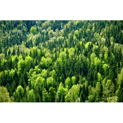 Forest - Wrapped Canvas Print