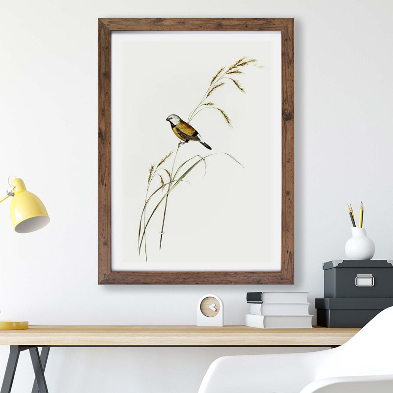 Banded Grass Finch - Framed Print, 24cm H x 33cm W x 2cm D, Walnut