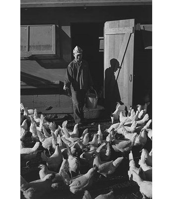 «Chicken Farm» par Ansel Adams - reproduction de photo