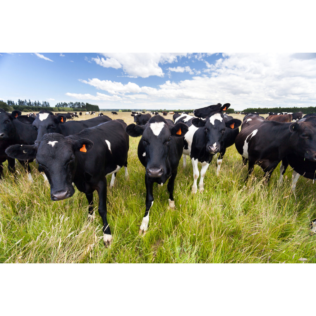 Dairy Cow on Grassy Field by Tbgrant - Wrapped Canvas Photograph