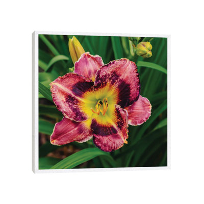 Daylily Garden XIII by Bethany Young - Print on Canvas