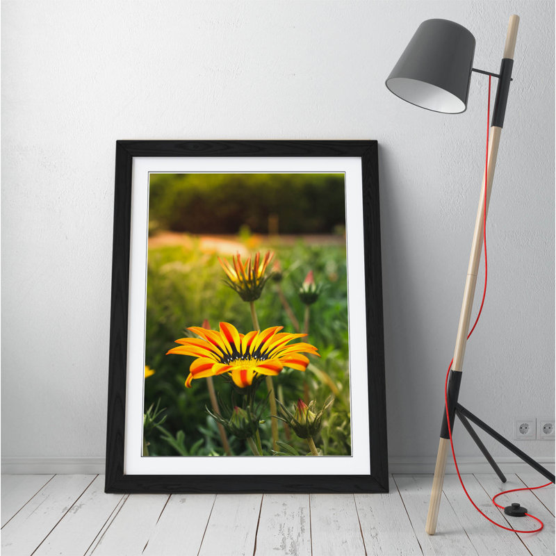 Yellow Gazania Flower by Latitude Run - Single Picture Frame Print on Canvas, Black, 89cm H x 64cm W x 2cm D