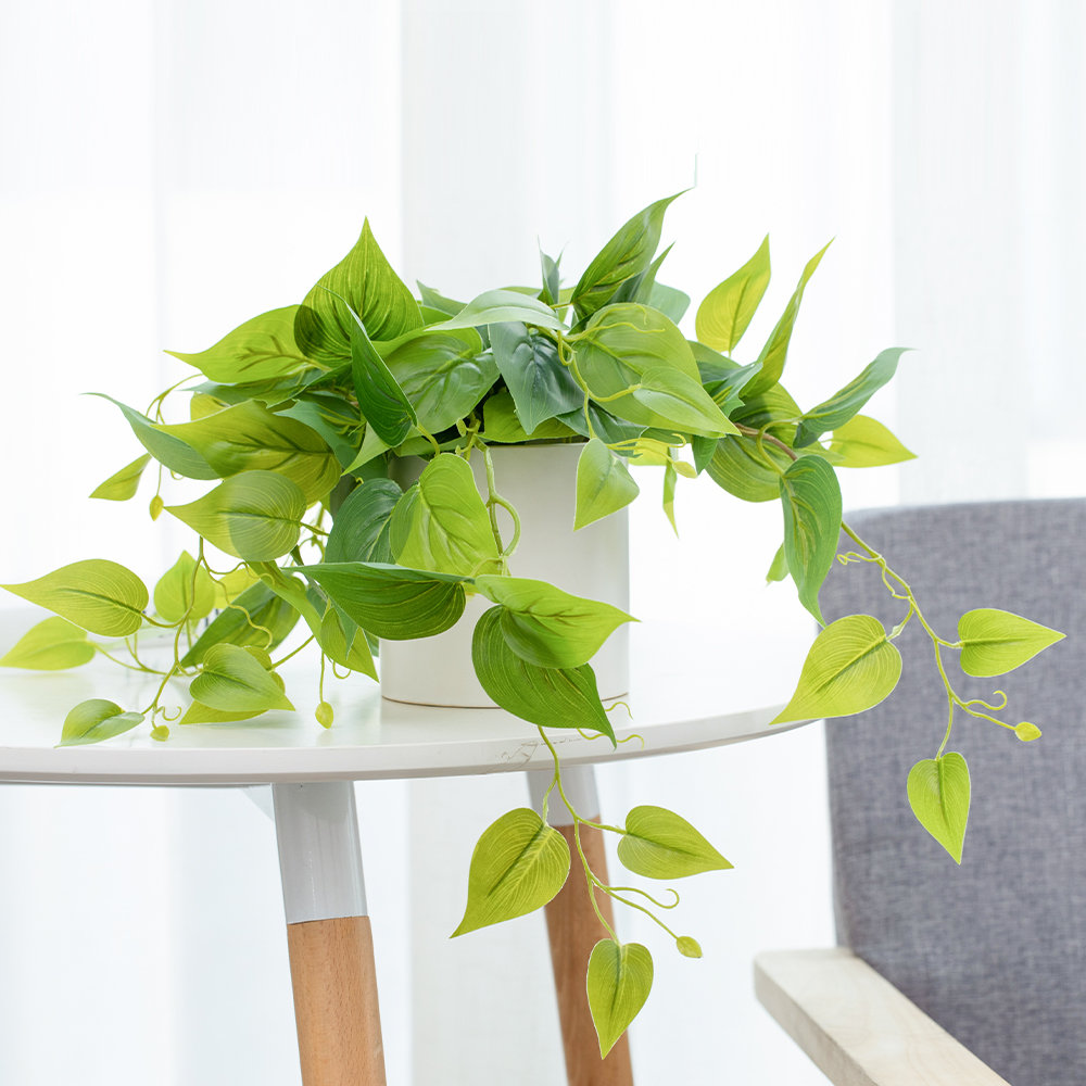 14" Pothos Plant in Pot, White, 1