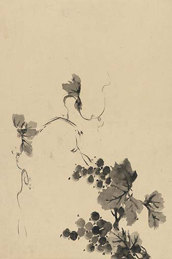 " Wine Grape Vine "