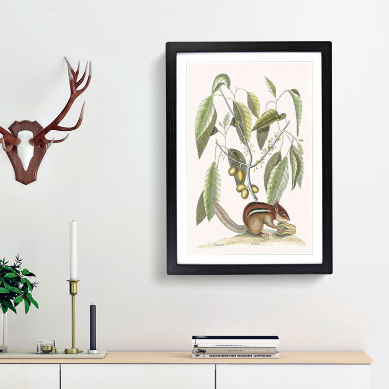 Ground Squirrel by Mark Catesby - Picture Frame Painting Print, Black Framed, 36cm H x 27cm W x 2cm D
