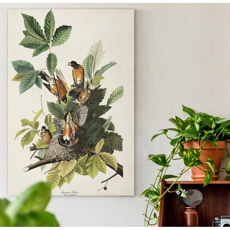 Pl 131 American Robin - reproduction sur toile tendue, H 36 po x l 24 po x P 1 po