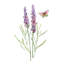 «Red Barrel Studio® Robinson, Carol», art sur toile tendue: Wildflower Botanical I