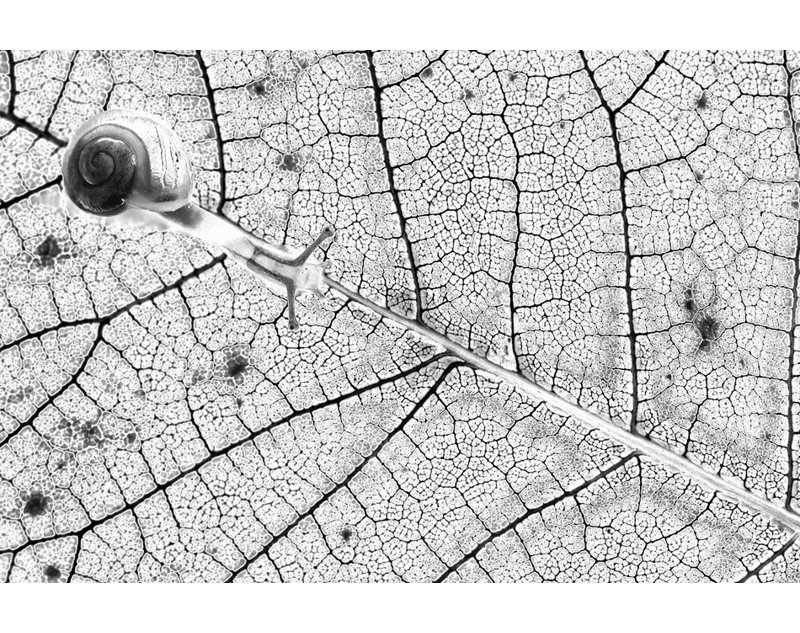 Wrapped Canvas Print, 76.2 cm H x 50.8 cm W