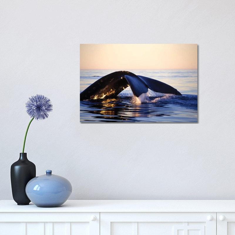 Northern Right Whale, Late Afternoon, Bay Of Fundy, New Brunswick, Canada by VWPics - Wrapped Canvas Print
