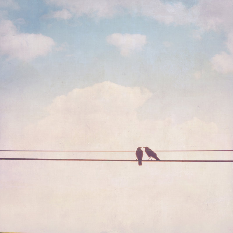 Birds On Wires II by Thomas Brown - Wrapped Canvas Print, 51cm H x 51cm W
