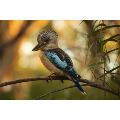 Kookaburra by Dangermoose - Wrapped Canvas Print