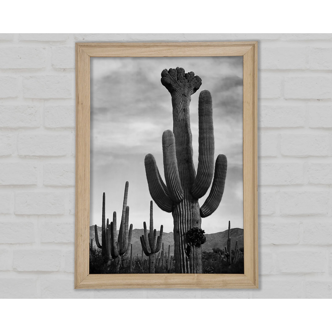 Ansel Adams Kaktus im Saguaro National Monument in Arizona B N W - Einzelbildrahmen Kunstdrucke