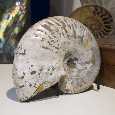Iridescent Ammonite Fossil