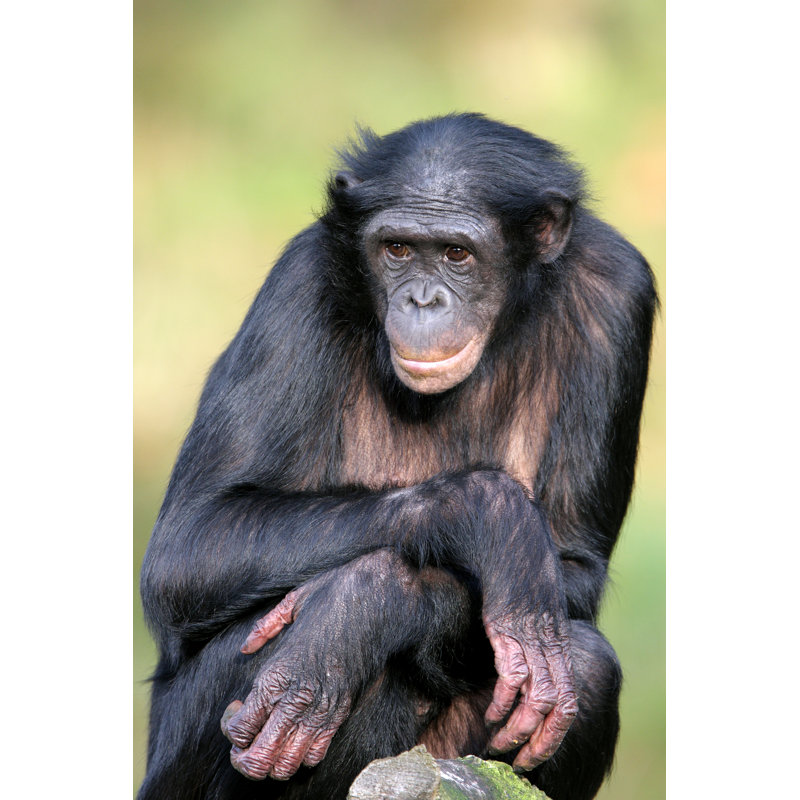 Female Bonobo Monkey With Crossed Arms by Uzuri71 - Wrapped Canvas Print, 30cm H x 20cm W x 3.8cm D