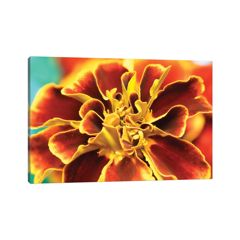 Calendula - Wrapped Canvas Print, 152.5 cm H x 101.5 cm W