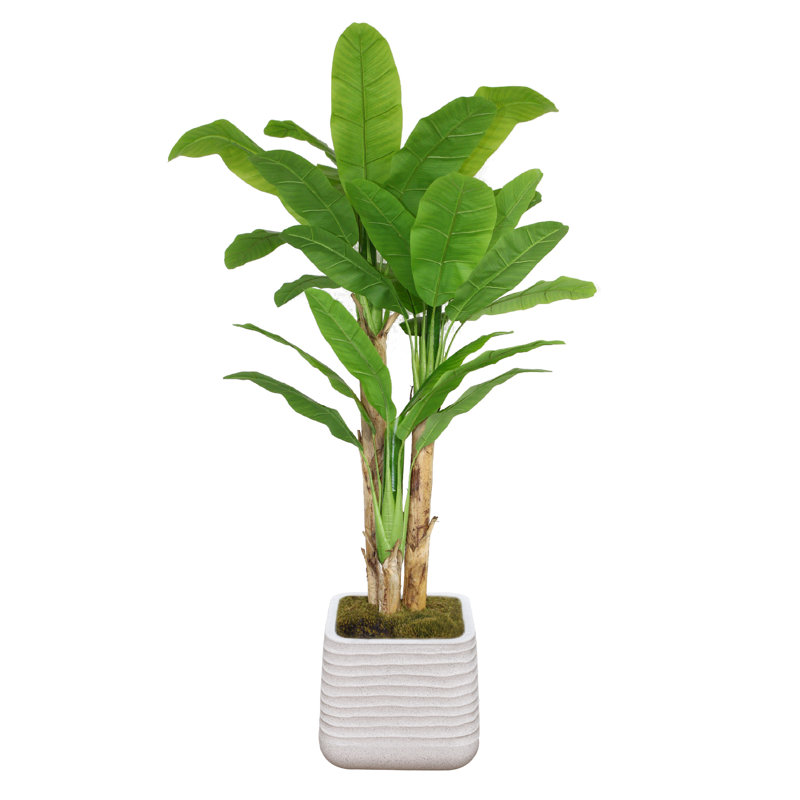 Bananier 78,57 po en pot, Blanc