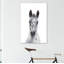 Poulain Appaloosa - reproduction d'art-53045610-53045611-53045612