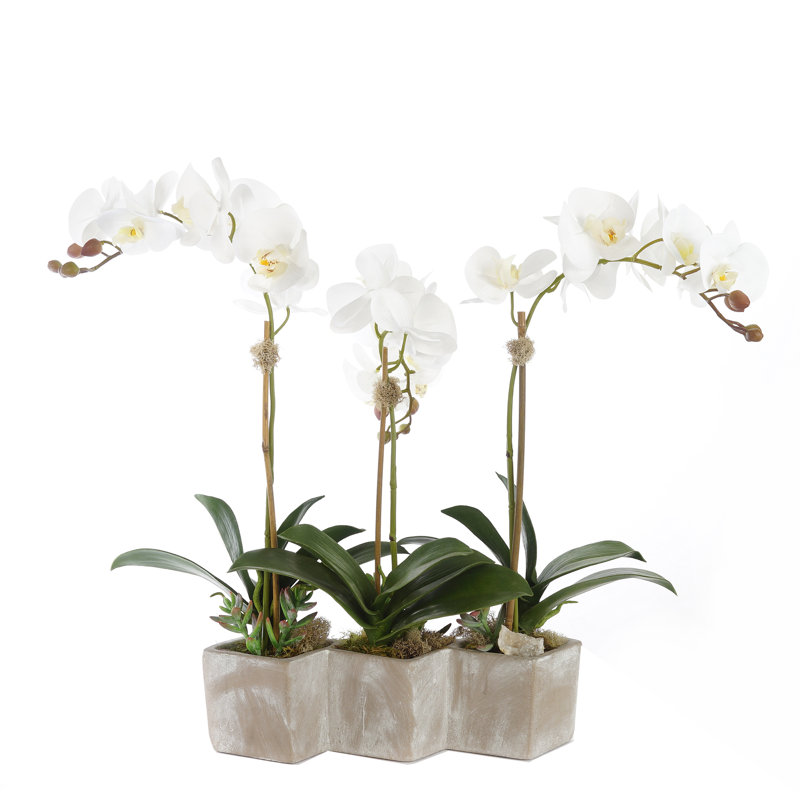 Three Sisters Real Touch Orchid Centerpiece in Pot