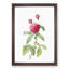 Pink Agatha Rose by Pierre-Joseph Redoute - Picture Frame Painting Print-55583663-55583664