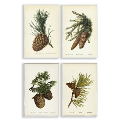  Pinecone, Études latines, ensemble de 4 giclées par Tina Higgins Designs, Inc.