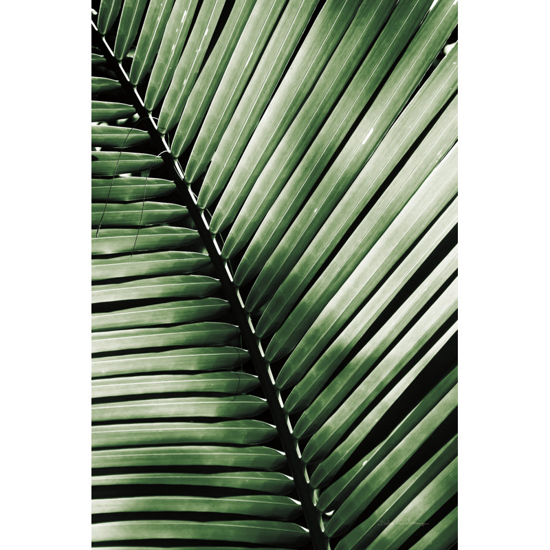 Palm Frond I by Debra Van Swearingen - Wrapped Canvas Print, 91cm H x 61cm W x 3.8cm D