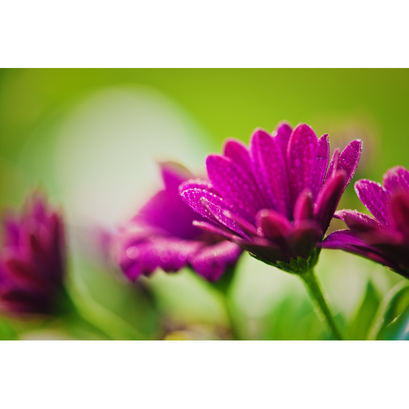 Pink Osteospermum Macro - Wrapped Canvas Print, 51cm H x 76cm W