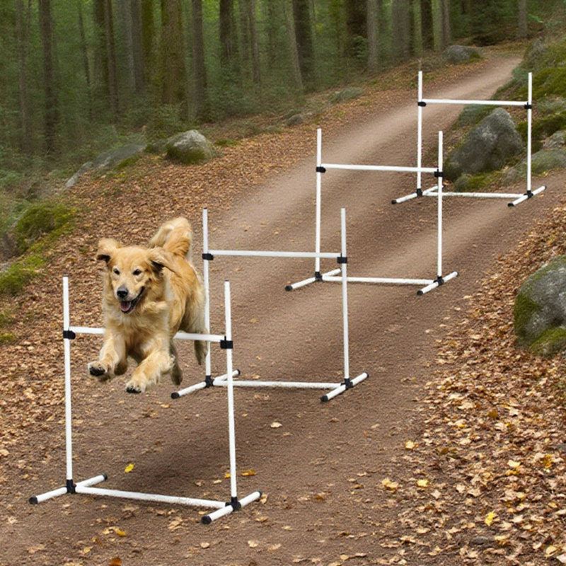 Équipement de dressage pour chien