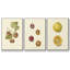 Persimmon II - ensemble de 3 reproductions sur toile-97710323-97710327