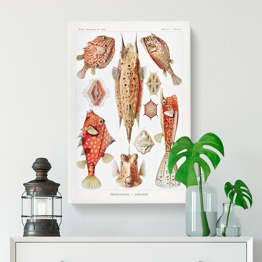 Selection Of Fish by Ernst Haeckel - Wrapped Canvas Print