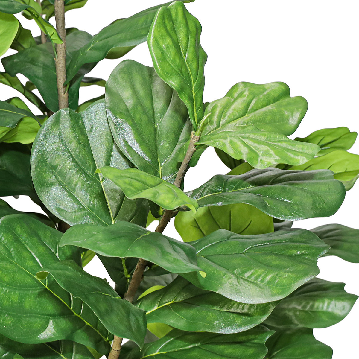 96" Fiddle Leaf Fig Tree in Pot, 96"  x 40"