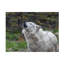 «Loup hurlant» bolognaise sur toile-98248426