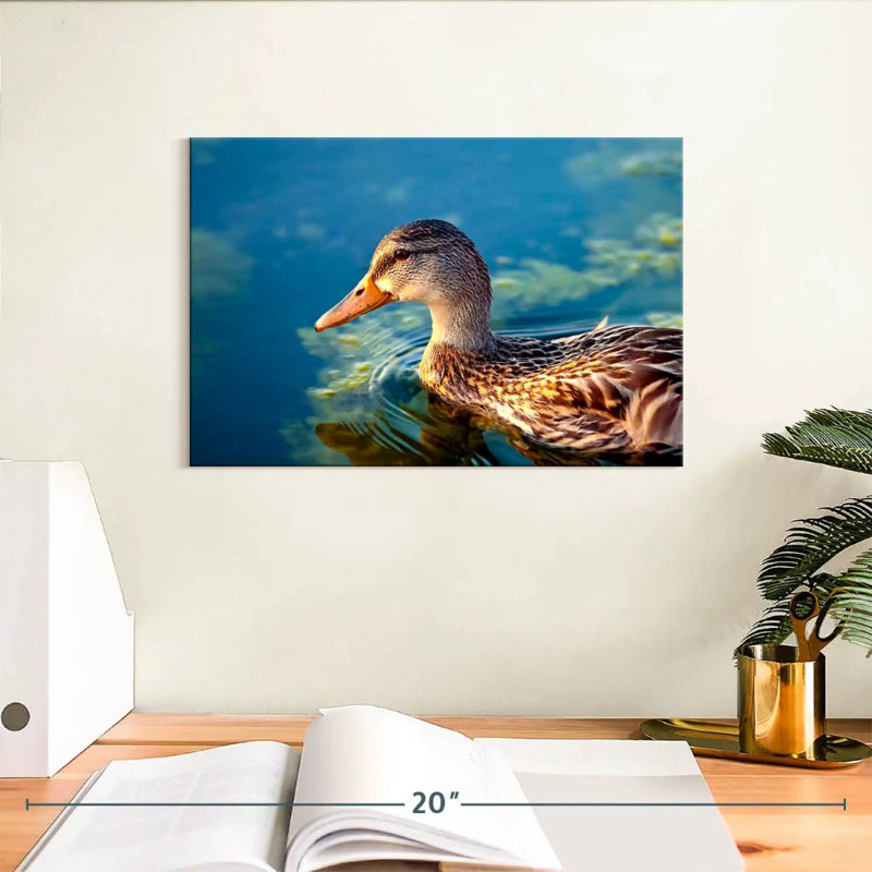 Canard colvert sur l'eau, H 8 po x l 12 po