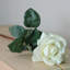 Roses, buissons