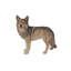 Statue Coyote debout