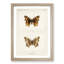 Compton Tortoiseshell Butterfly by S.F. Denton - Picture Frame Painting Print-55510523-55510522