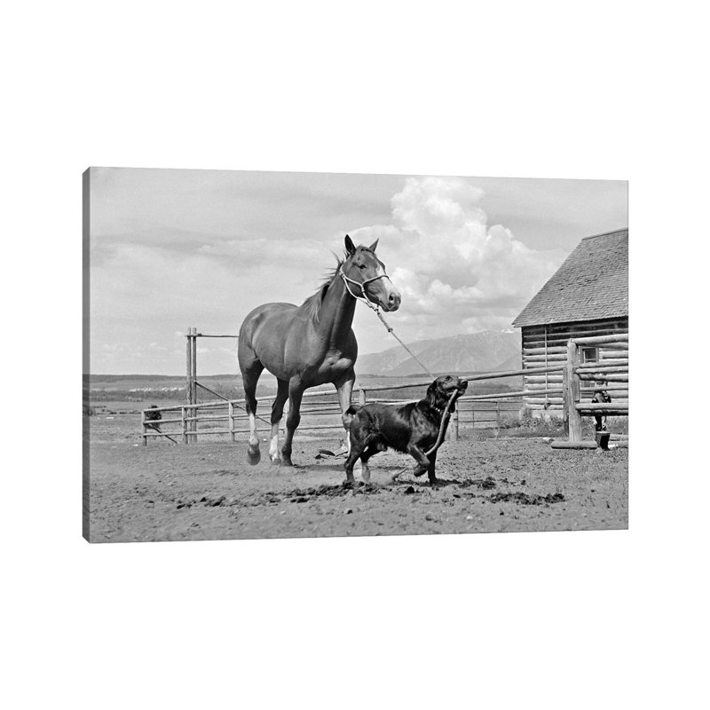 1950s-1960s Black Dog Leading Horse By Holding Rope Halter In His Mouth - Wrapped Canvas Print, 20.32 cm H x 30.48 cm W