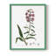 Rose Botanical I, reproduction encadrée - bois massif-148482065-148482158