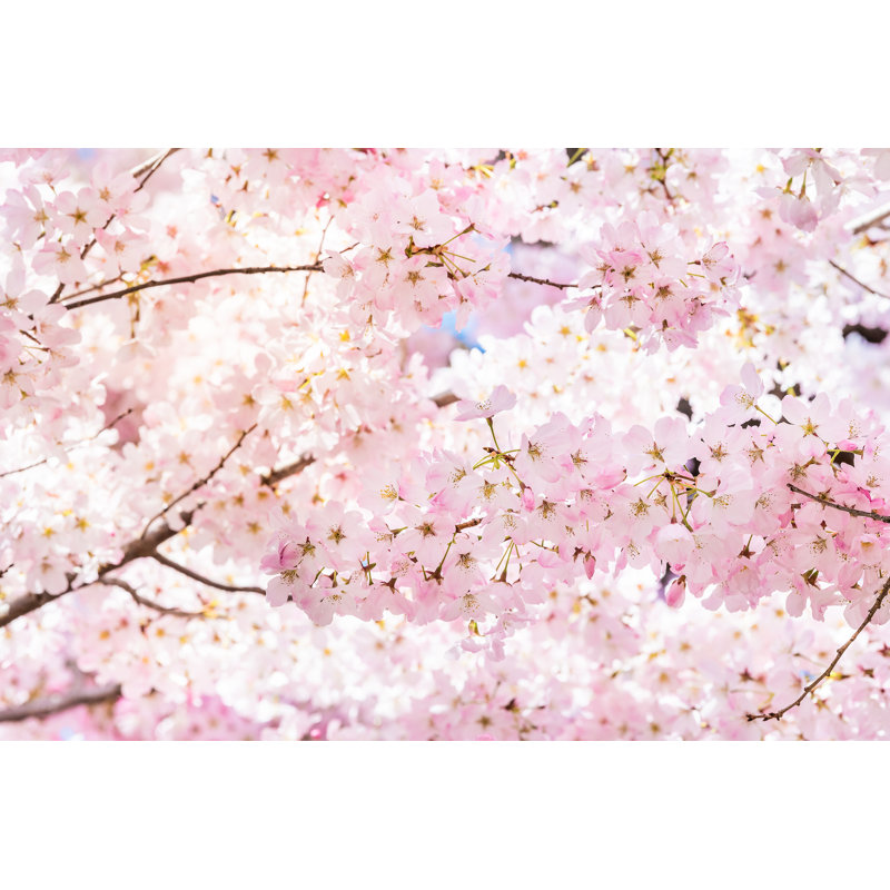 Pink Cherry Blossoms - Wrapped Canvas Print, 51cm H x 76cm W x 3.8cm D
