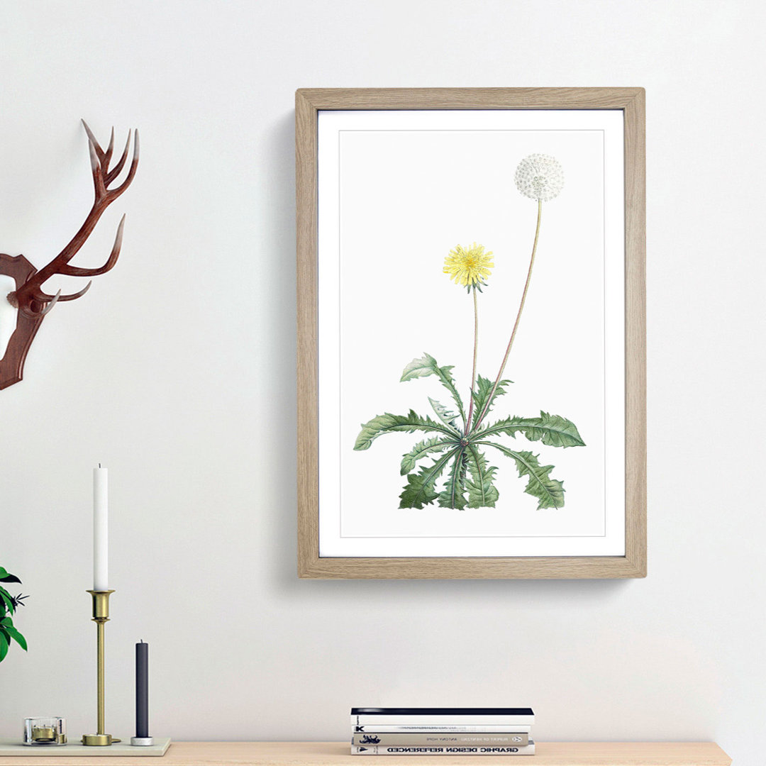 Blooming Dandelion by Pierre-Joseph Redoute - Picture Frame Painting Print