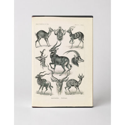 Antilopina. – Antilopen (Kunstformen der Natur, 1904) — Portrait Canvas Wall Art