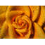 Bougie parfumée Golden Rose