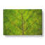 Lines Of The Leaf - Wrapped Canvas-56632622