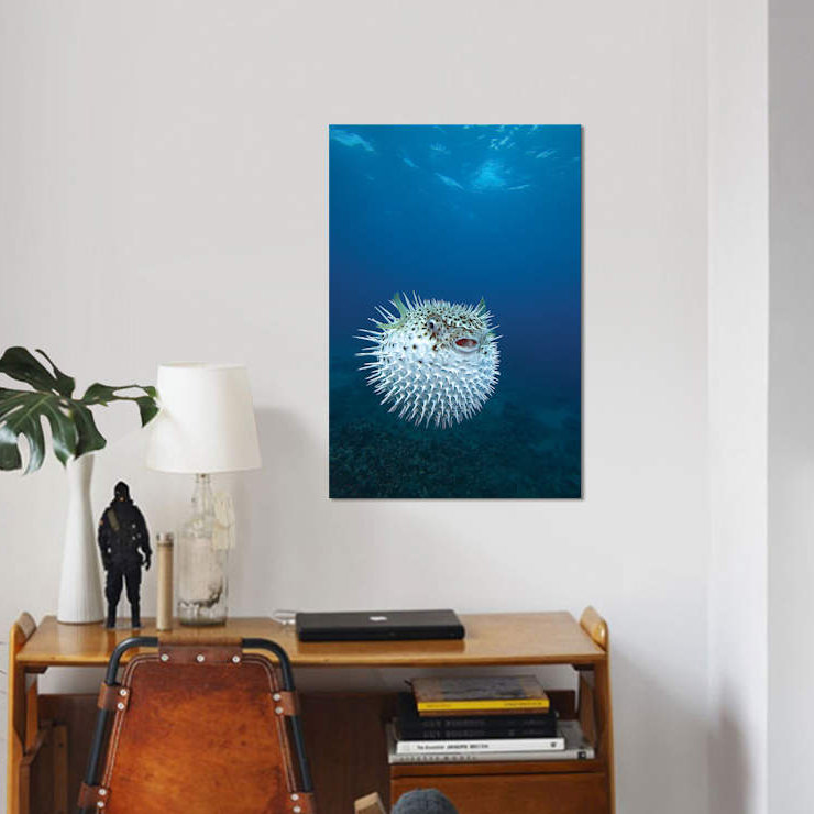 A Spotted Porcupinefish (Diodon Hystrix), Maui, Hawaii by VWPics - Gallery-Wrapped Canvas Giclée on Canvas, Wrapped Canvas