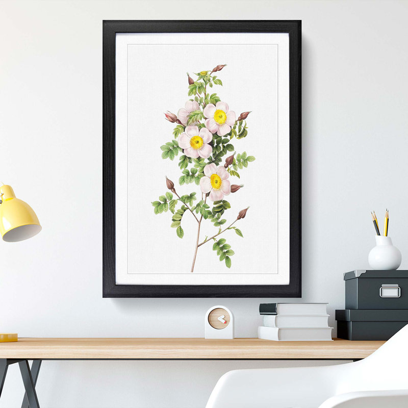 Burnet Rose in Pink by Pierre-Joseph Redoute - Picture Frame Art Print, 65cm H x 48cm W x 2cm D, Black Framed