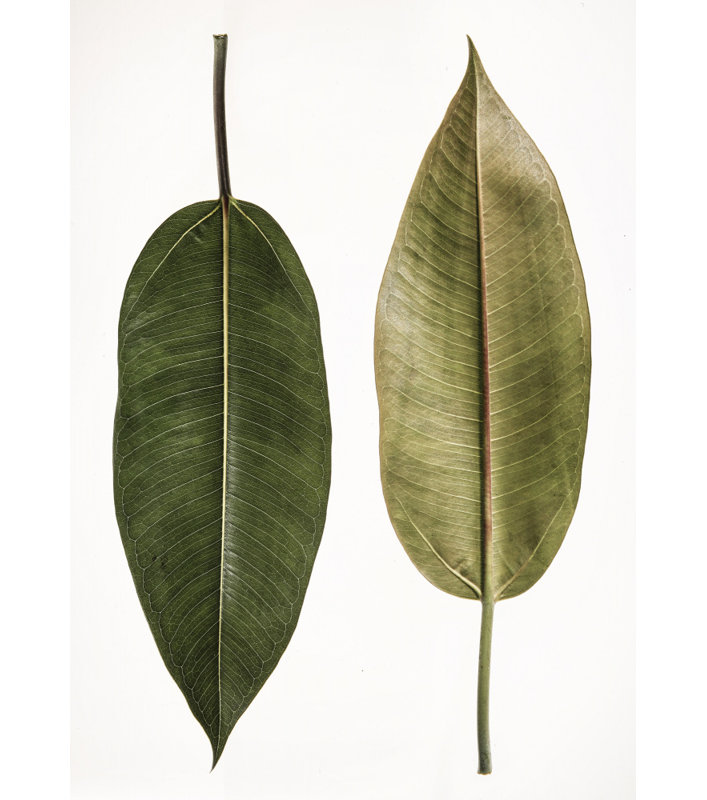 Wrapped Canvas Print, 81.28 cm H x 121.92 cm W