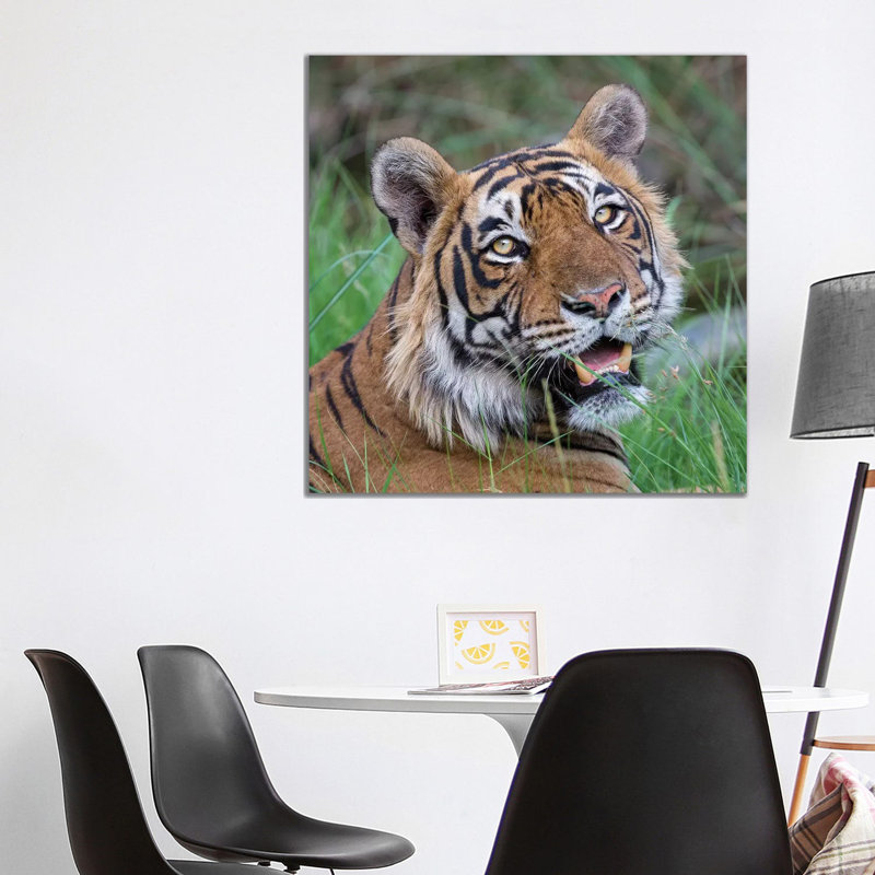 Tiger Male Portrait by Mogens Trolle - Wrapped Canvas Print, 93.98 cm H x 93.98 cm W x 1.91 cm D